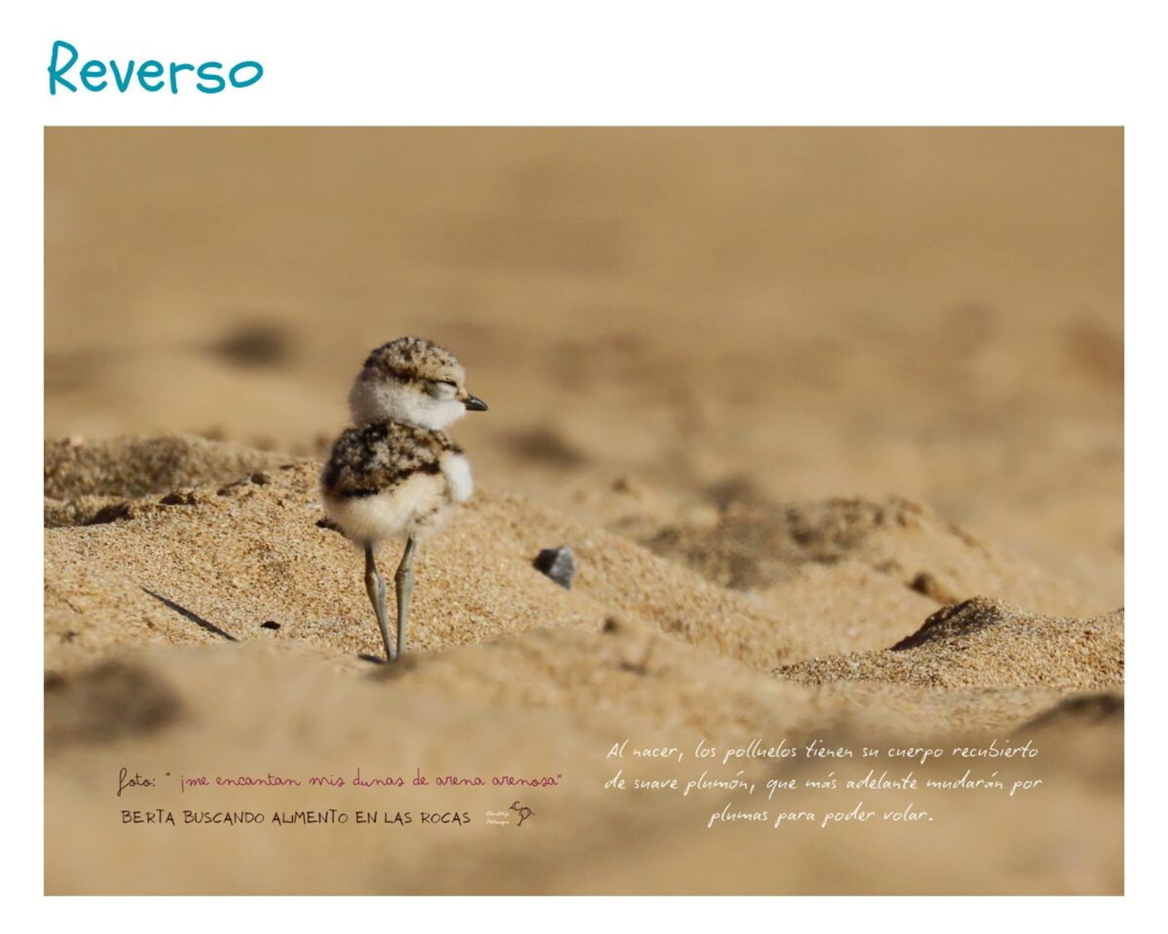 Calendario de mesa Chorlitejos Patinegros - 9