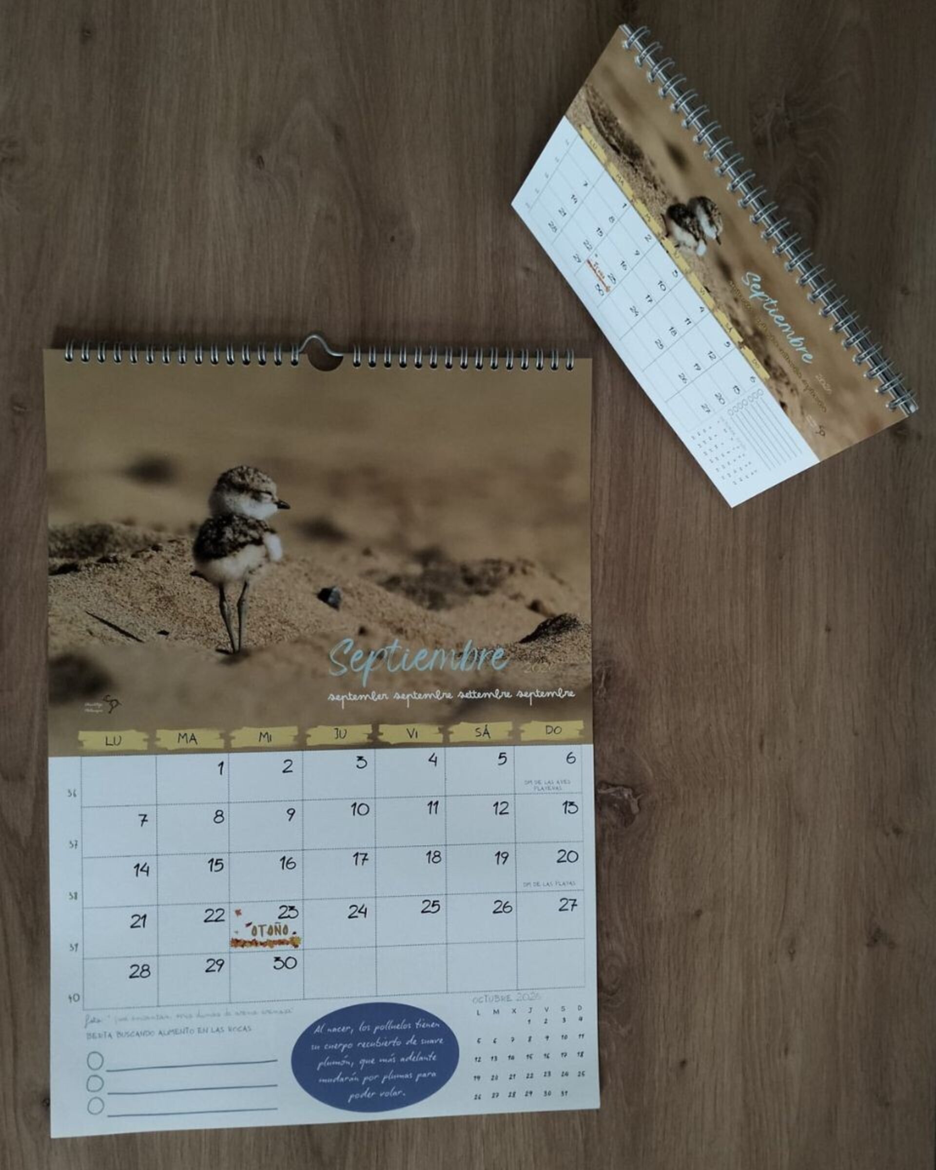 Calendario de pared 2026 - 6